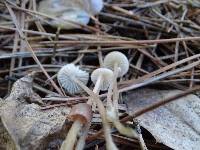 Mycena capillaripes image