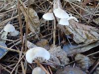 Mycena capillaripes image