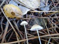 Mycena capillaripes image