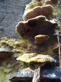 Phellinus gilvus image