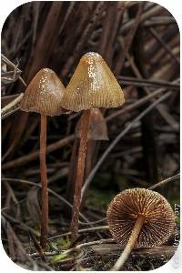 Psilocybe pelliculosa image