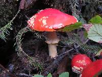 Amanita muscaria f. flavivolvata image