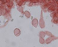 Homophron spadiceum image