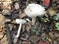 Amanita murrilliana image