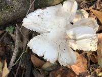 Amanita murrilliana image