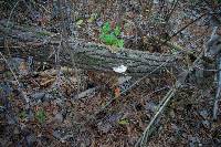 Trametes gibbosa image