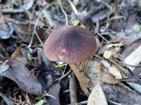 Psathyrella bipellis image