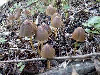 Parasola conopilea image