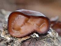 Auricularia angiospermarum image