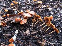 Conocybe rugosa image