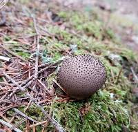 Lycoperdon umbrinum image