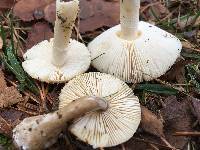 Amanita crenulata image