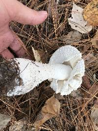 Amanita polypyramis image