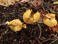 Tricholoma sulphureum image