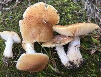 Armillaria gallica image