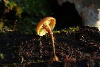 Xeromphalina cauticinalis image