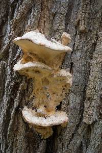 Vanderbylia robiniophila image