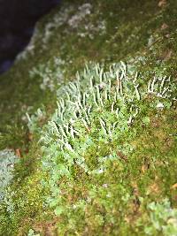 Cladonia ochrochlora image