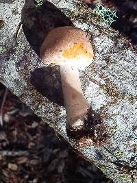 Agaricus hondensis image