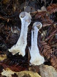 Cortinarius alboviolaceus image