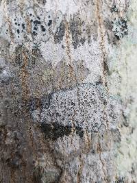 Lecanora hybocarpa image