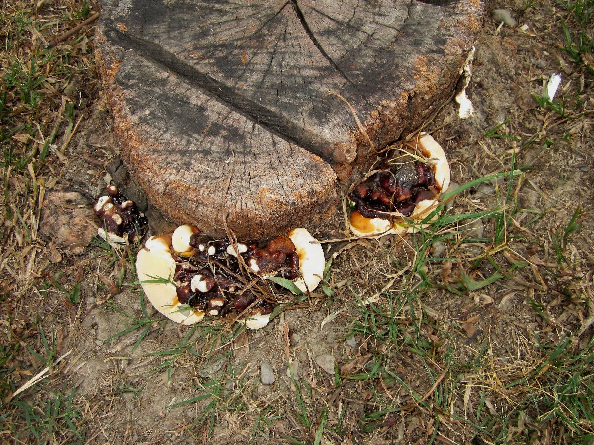 Ganoderma weberianum image