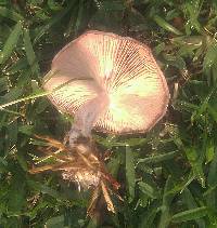 Clitocybe tarda image