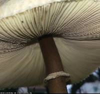 Macrolepiota colombiana image