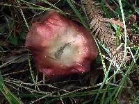 Russula californiensis image