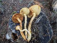 Gymnopilus luteocarneus image