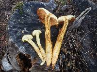 Gymnopilus luteocarneus image