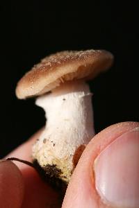 Armillaria gallica image