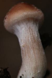 Armillaria gallica image