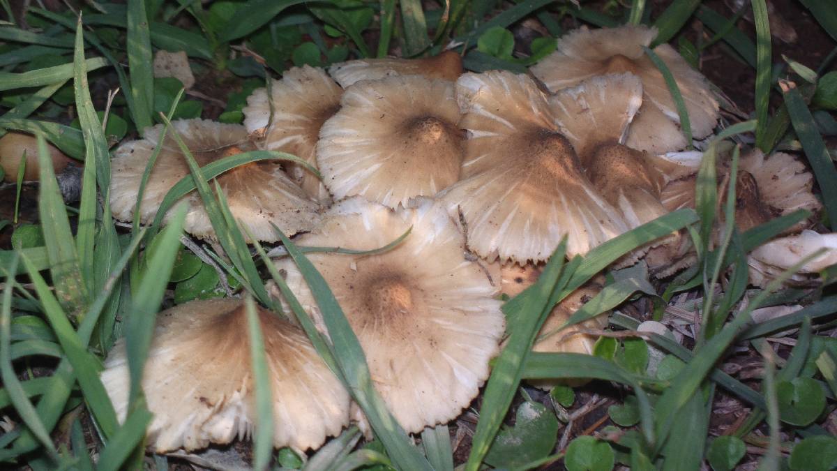 Termitomyces clypeatus image