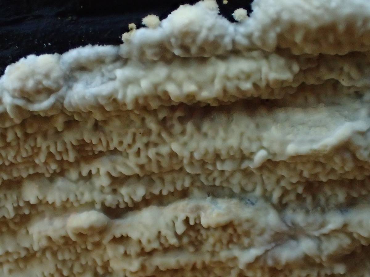Phlebia acerina image