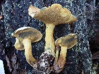 Suillus tomentosus image