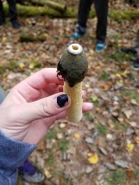 Phallus ravenelii image