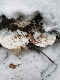 Trametes gibbosa image