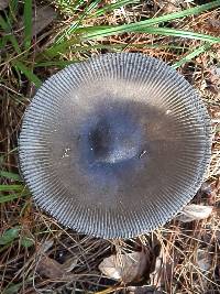 Amanita pachycolea image