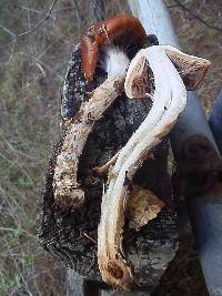 Cortinarius collinitus image