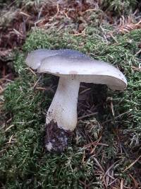 Melanoleuca evenosa image