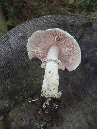 Agaricus buckmacadooi image