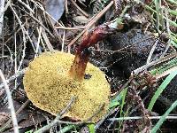 Boletus chrysenteron image