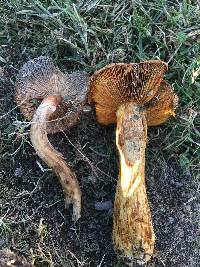 Gymnopilus ventricosus image