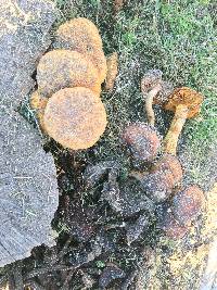 Gymnopilus ventricosus image