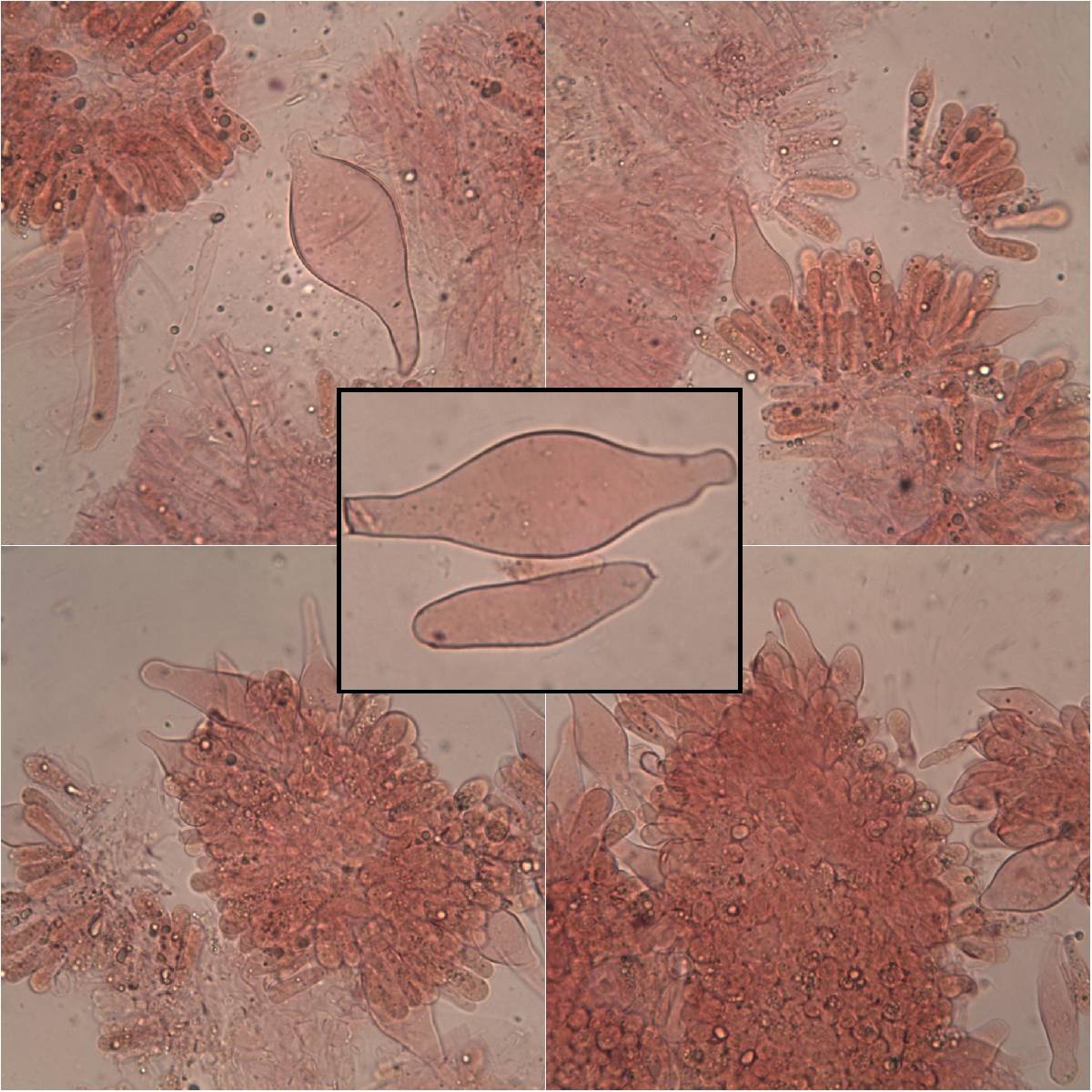 Pluteus ephebeus image