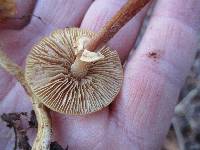 Conocybe rugosa image