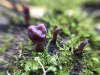 Ascocoryne sarcoides image