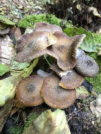 Armillaria sinapina image