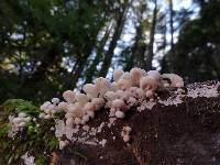 Hemimycena candida image